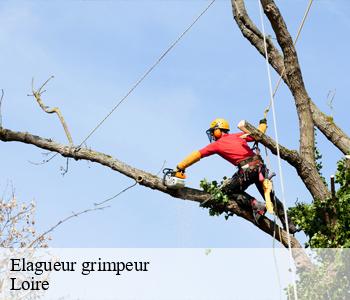 Elagueur grimpeur Loire 