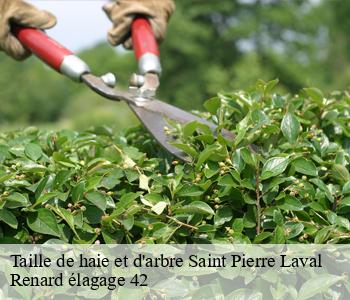 Taille de haie et d'arbre  saint-pierre-laval-42620 Renard élagage 42