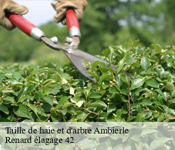 Taille de haie et d'arbre  ambierle-42820 Renard élagage 42