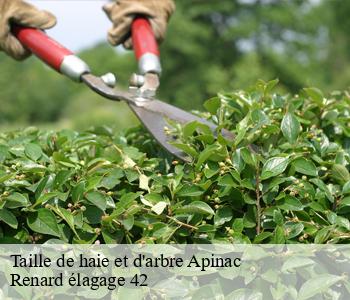 Taille de haie et d'arbre  apinac-42550 Renard élagage 42