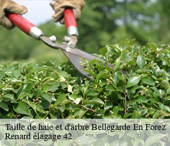 Taille de haie et d'arbre  bellegarde-en-forez-42210 Renard élagage 42