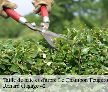 Taille de haie et d'arbre  le-chambon-feugerolles-42500 Renard élagage 42