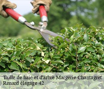 Taille de haie et d'arbre  margerie-chantagret-42560 Renard élagage 42